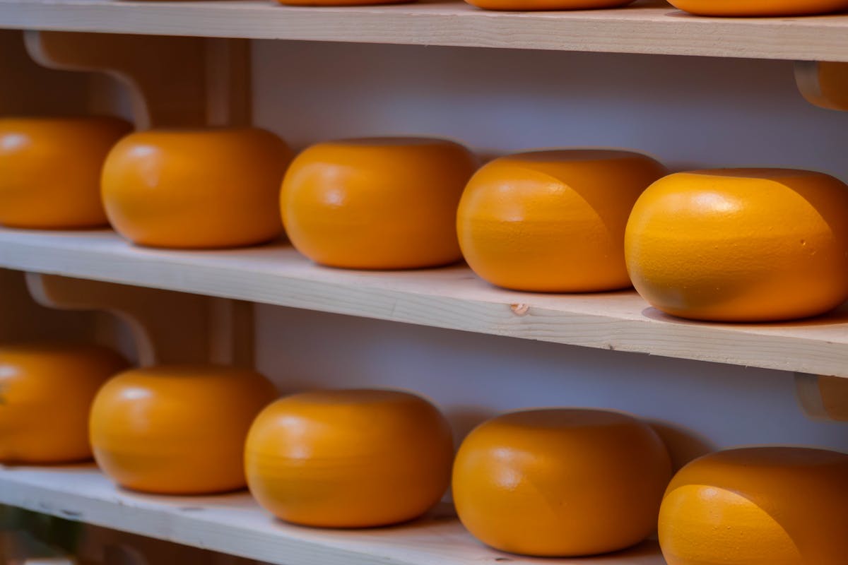 Goudse kaaswielen rijpend op houten planken in een kaasmakerij