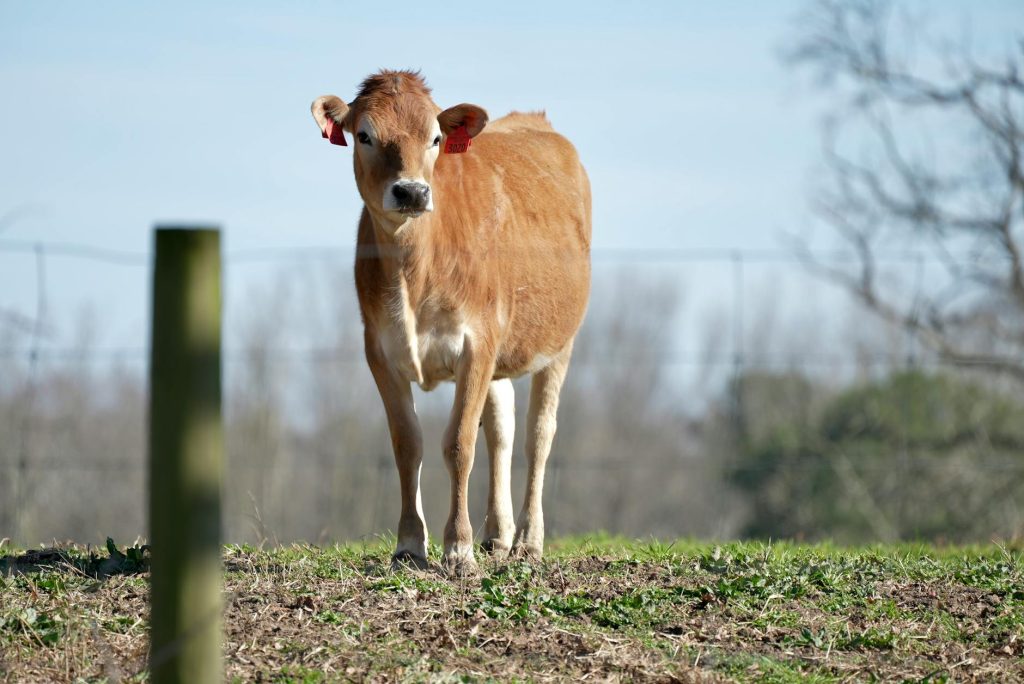 Jersey koe in een wei, het melkras dat de rijke melk voor Jersey kaas geeft
