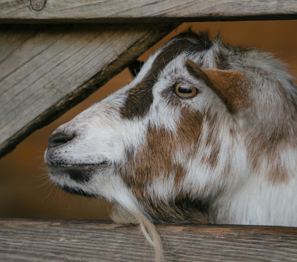 Ambachtelijke geitenkaas: een geit op een Nederlandse boerderij