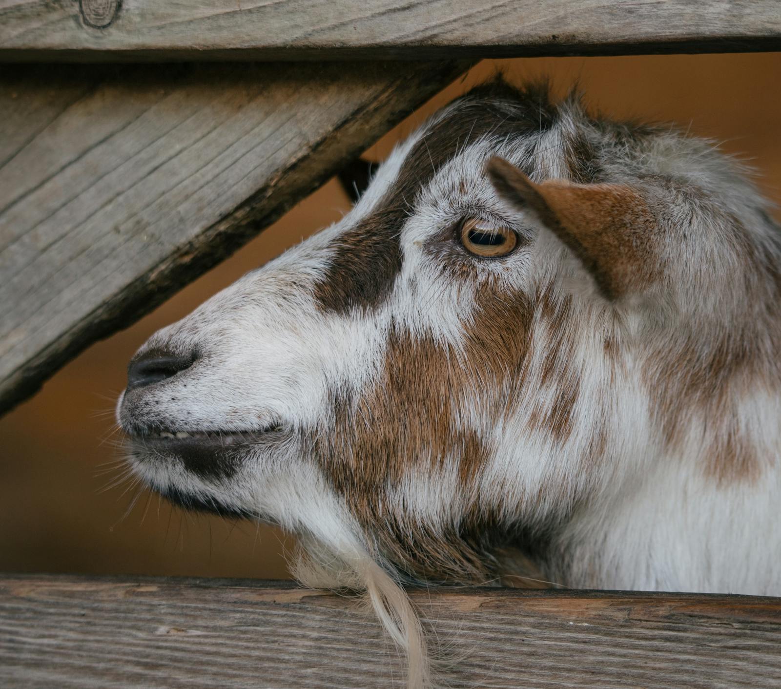Ambachtelijke geitenkaas: een geit op een Nederlandse boerderij