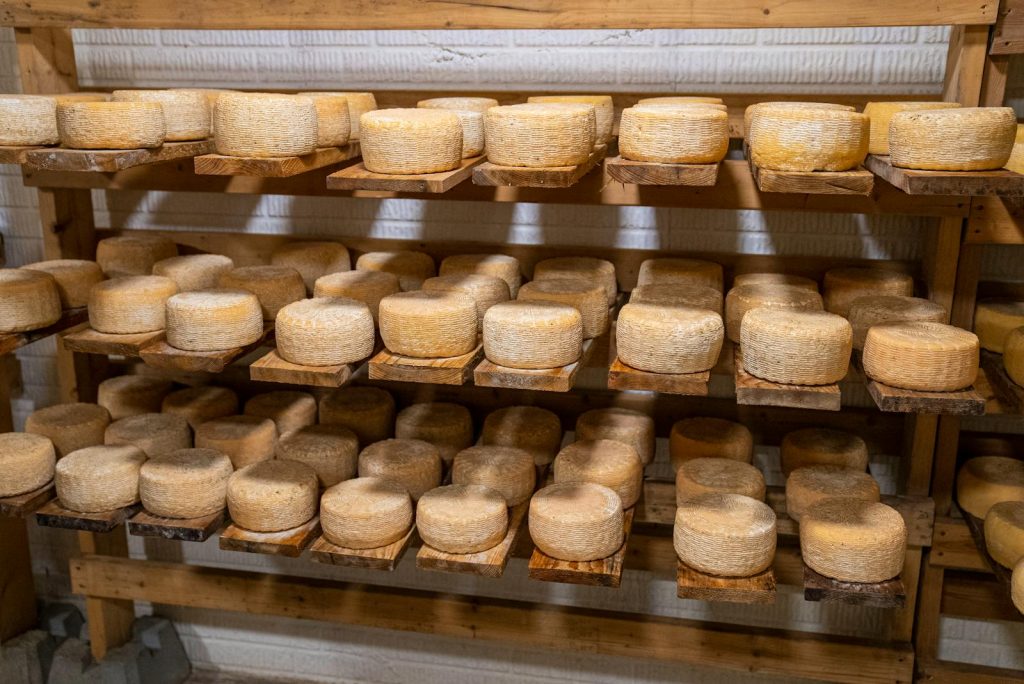 Pecorino kaaswielen rijpend op houten planken in een Italiaanse kaaskelder