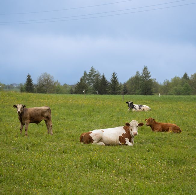 Koeien grazen in een groene voorjaarsweide, basis voor graskaas