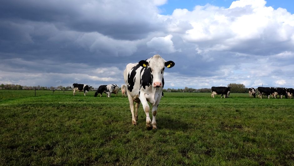 Melkkoeien in een Noord-Hollands weiland onder een Hollandse lucht