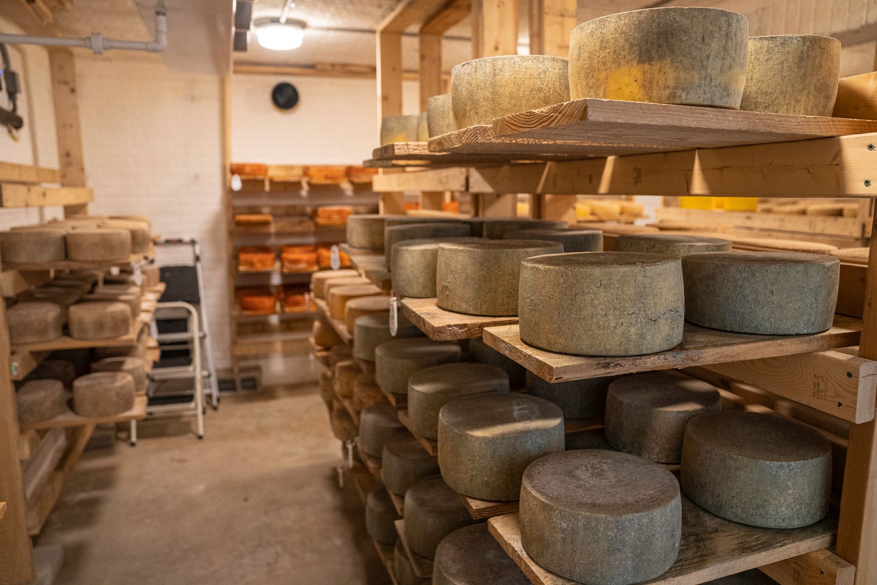 Ronde wielen bergkaas liggen te rijpen op houten planken in een traditionele kaasrijpingsruimte